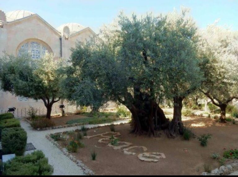 Oliveiras centenárias no Jardim do Getsêmani, com a Basílica da Agonia ao fundo